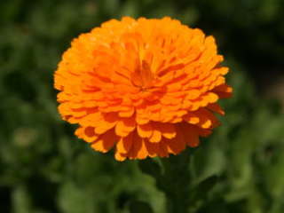 ���d�炫�i�L���Z���J�j