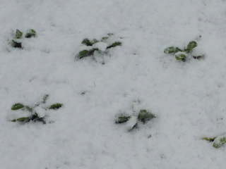 ��������z�~���̕c�i�L���Z���J�j