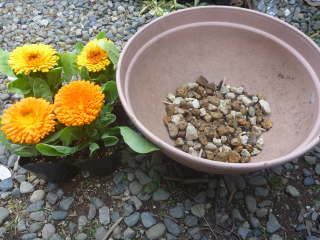 ���ւ̐A���t���O�i�L���Z���J�j