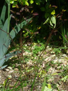 ���t�����}�i�L���g���m�I�j