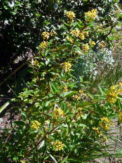 �L���g���m�I�̊J��