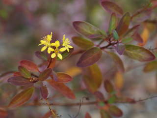 �g�t�i�L���g���m�I�j