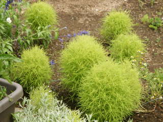 �܂��������U���i�R�L�A�j