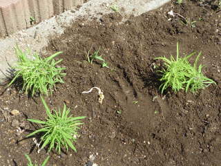 �R�L�A�̊Ԉ���