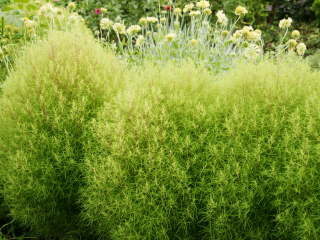 �W�����{���ɂ͍ő�Ɂi�R�L�A�j