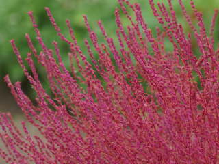 �P�O���̍g�t�i�R�L�A�j