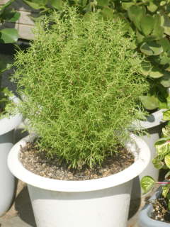 �R�L�A�̔��A��