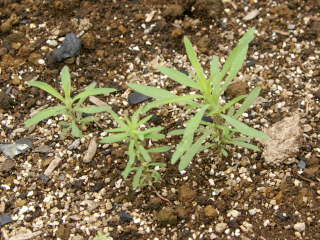 �R�L�A�̔���