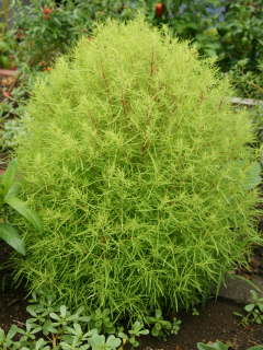 �R�L�A�̒�A��