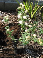 �R�f�}���̃|�b�g�c