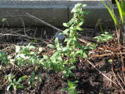 �R�f�}���̐A���t��