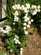 �A���t�����痂�N�̊J�ԁi�R�f�}���j