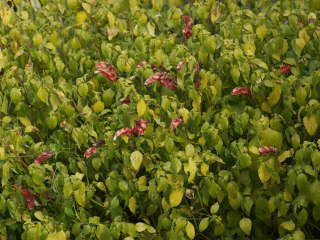 ���~�ɗt���͂�Ă���R�G�r�\�E