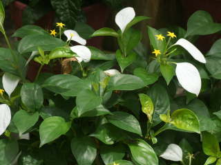 ���b�T�G���_�E�p���E�B�t����