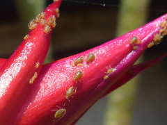 �N�W���N�T�{�e�����Q�ɂ��A�u�����V