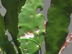 �i���N�W�̔�Q�i�N�W���N�T�{�e���j