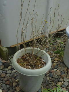 �O�N�ɑ}���؂����c�i�N�R�j