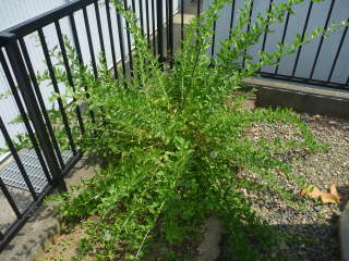 �c�̐A���t�������P�N��i�N�R�j