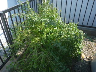 ����O�i�N�R�j