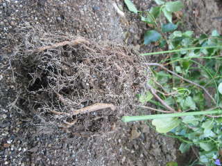 �A���ւ��i�}���f�r���j