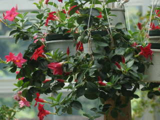 �ނ蔫�i�}���f�r���j