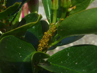 �}���f�r���ɔ��������A�u�����V