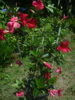 �}���f�r��