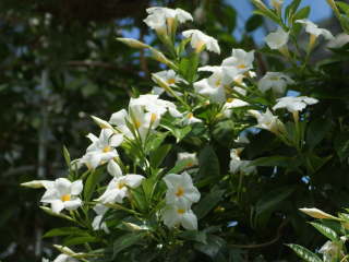 �}���f�r��