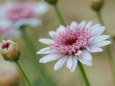 �}�[�K���b�g�E�m���H�R���N�V�����i�����������j