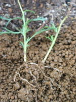 �������Ĕ��グ�i�}�[�K���b�g�j