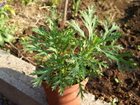 ���グ��̗l�q�i�}�[�K���b�g�j