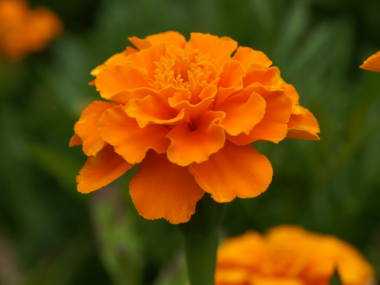 �t�����`�}���[�S�[���h