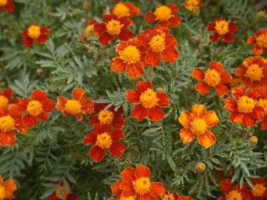 �t�����`�}���[�S�[���h�i��d�炫�j