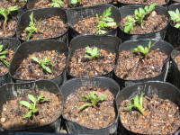 5����{�Ƀ|�b�g�ɉ��A���i�}���[�S�[���h�j