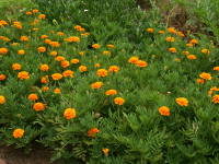 7����{�̊J�ԁi�}���[�S�[���h�j