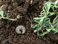 �l�L�����V