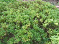 9����{�̐؂�߂��i�}���[�S�[���h�j