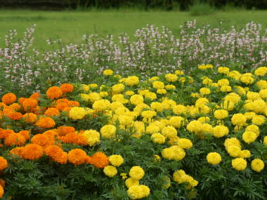 �A�t���J���}���[�S�[���h