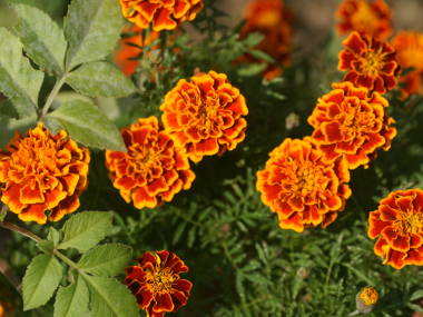 �t�����`�}���[�S�[���h�i���d�炫�j