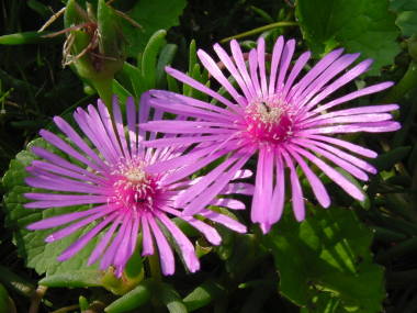 �ϊ����}�c�o�M�N�i�f���X�y���}�j