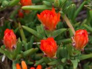 �Â��ƉԂ��J���Ȃ��}�c�o�M�N