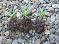 �}���؂ł̔����i�}�c�o�M�N�j