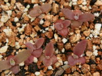 �펪���̔���i�}�c�o�M�N�j