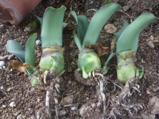 �}���n�P�I���g�̐A���ւ�