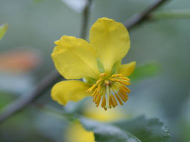 �~�b�L�[�}�E�X�̖؂̉�