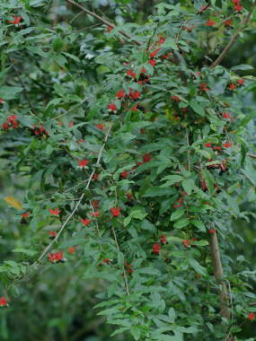 �~�b�L�[�}�E�X�̖�