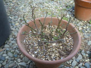 ����ƐA���ւ���i�~�j�o���j