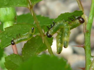 �`���E�����W�n�o�`�̗c���i�~�j�o���j