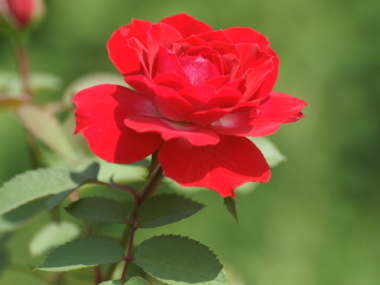 �~�j�o���i�ԁj