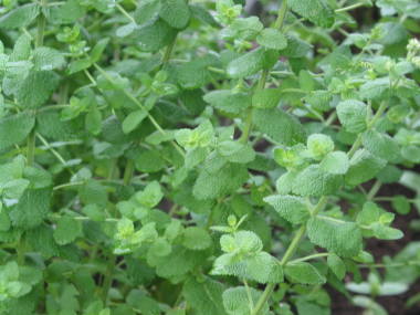 �A�b�v���~���g�̗t